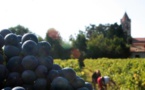 Nos amis les moines de Lérins : Les vendanges sur l'Ile St Honorat, c'est parti !!!